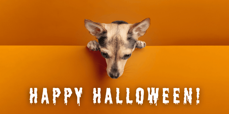 Boo! 👻 13 % Halloween-Rabatt auf Brit, Carnilove & Christopherus!