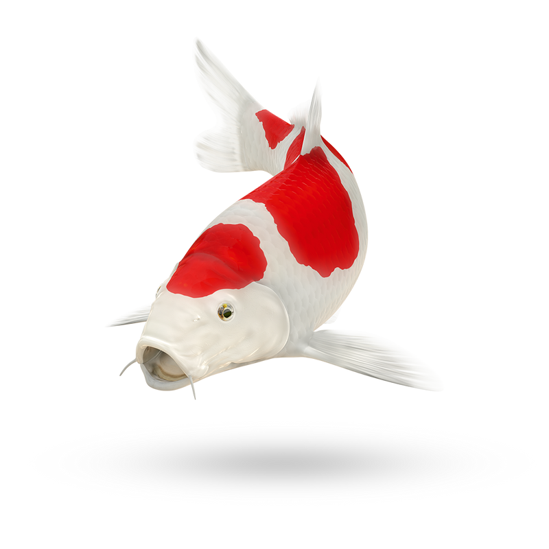 Futter für Flossenträger