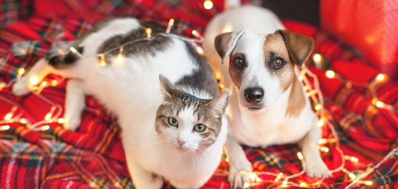 Adventswochen  – Spare die ersten 3 Wochen im Dezember!