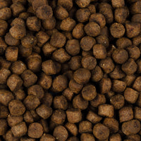 Trockenfutter - Kitten - Lachs - Digestion & Strong Immunity