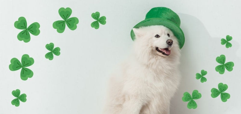 🍀 Glück für deinen Hund