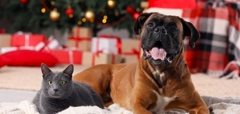 Die schönste Zeit des Jahres steht vor der Tür 🎅