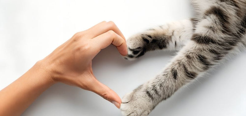 Jetzt sparen zum Weltkatzentag: 15 % Rabatt auf alle Katzenprodukte 🐾